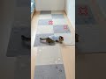 猫ちゃんを怒らせてしまいました