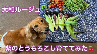 紫のとうもろこし⁉︎大和ルージュを育ててみた🍒