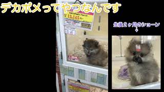 ペットショップ「犬の家　尼崎店」に行ってきた。　ポメラニアンのふるさとへ