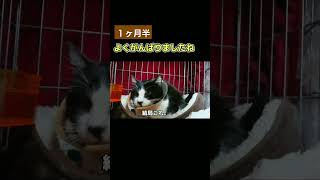 愛猫オセに「よく頑張りましたね」と誉めたい #猫動画 #口内炎 #shorts #腎不全