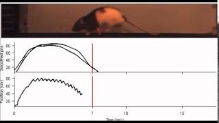 Nature Neuroscience : The striatum multiplexes contextual and kinematic information to constrain...