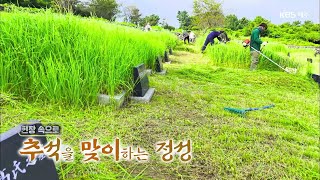 탐나는 제주 현장속으로 [추석을 맞이하는 정성, 벌초] KBS제주 20240912 방송