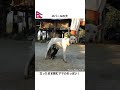 おっぱい立ち飲み🇳🇵かわいい子犬たち｜ネパール・タルー族の村 犬 dog puppy shorts