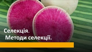 Селекція. Методи селекції