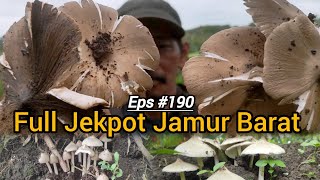 Mencari Jamur Trucuk Malah Full Jamur Barat Mantab !!! | Berburu Jamur Liar Eps #190 2025