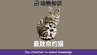 05:14 非洲黑足猫-最致命的可爱猛兽！