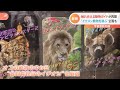 “猛獣ライオンと寝る宿泊施設”も完成間近！ 旅行機運に期待の動物園で“夢の企画”が続々進行中｜tbs news dig