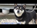 かわいい柴犬の子犬を見に行きました！飼います！