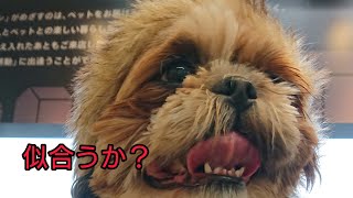 シーズー犬のちろ、10.26キロ  Dog Clothes