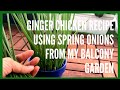 Gardening Diaries- Cooking Ginger Chicken using Spring Onion from my own garden!