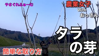 【山菜収穫】農業女子　タラの芽の簡単な取り方【やさぐれふぁーむ】