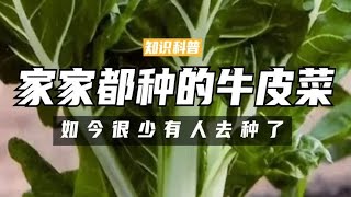 为何过去家家都种的牛皮菜，如今却很少有人去种了？是真难吃吗