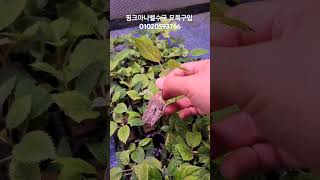 #수국삽목 #삽목 #garden #gardening #아나벨수국 #아나벨수국삽목 아나벨수국 삽목 20일경과