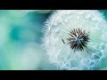 Barcode Brothers - Ambient | Microcosmos Music Video | with lyrics