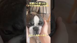 おちょぼ口可愛い😆（笑）#shorts　　　　　　　　　　　　　　　　　　　　　　　\