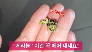 제라늄 암 덩어리, 떼어내세요! 성장을 방해 합니다!