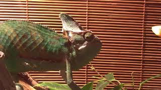 Йеменский хамелеон ест фрукты. Chameleon eats fruit.