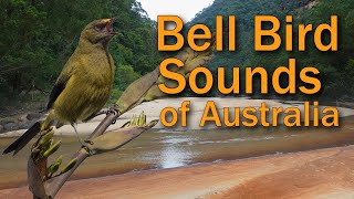 Bell Birds \u0026 Lyre Birds Sing in the Australian Bush Morning