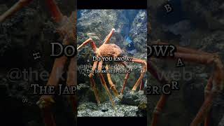 Japanese Spider|🕷️| #viral #animals #shorts