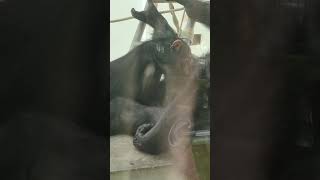 草夏＊⑪チンパンジー・モコイチくん・モコちゃん・沖縄こどもの国・・・Chimpanzee ・Okinawa Zoo \u0026 Museum(20230526)