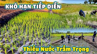 Thế Nhân || Cây Lúa Khang Dân Thử Nghiệm Ở Nông Trại Số 2 Đang Phát Triển Như Thế Nào ?