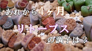 手術したリトープスの経過報告♪