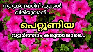 petunia plant complete Care in malayalam/ പെറ്റൂണിയ ചെടിയെക്കുറിച്ചു അറിയേണ്ടതെല്ലാം/ Flowering Tips