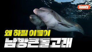 [제주 넘는 소년] 제주남방큰돌고래 ③ 남방큰돌고래 이름의 유래ㅣ캔디🍬