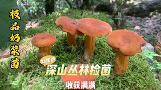 沉静式捡野生菌感受大自然优美旋律东一朵西一朵收获满满回家开吃