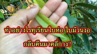 ทุเรียนมือใหม่..แก้ไขทุเรียนใบห่อ ใบม้วนได้อย่างไร?