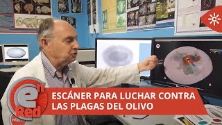 EnRed | Un escáner para luchar contra las plagas del olivo