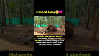 Mahendra, a 66-year-old elephant from Similipal, died after surviving 8 bull£t wounds land mafias