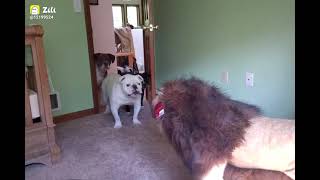 Lion prank on dogs Pitbull #funny animal #animal #comedy