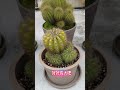 white flowered cactus repotting changing soil 2022.