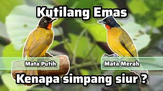 Kutilang Emas Mata Merah dan Mata Putih ‼️bahas burungnya