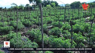 ABBALA ABBAYA ALLAANAN GANDDAA OOSUWA QAADAY MERETTIDO YELAGATI MURUTANCHCHA GIDIIDDI DE’IYOGEE...