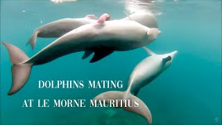 Dolphin Miting