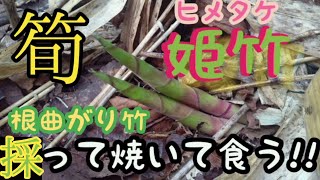 根曲がり竹 姫竹採り 笹 筍 タケノコ 岩手県