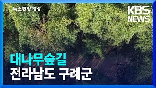 [뉴스광장 영상] 대나무숲길 / KBS  2022.03.24.