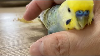 【セキセイインコ】SImple Film「おてて大好きインコ」【038】