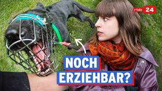 Training mit bissigen Hunden | rbb24 explorer