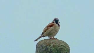 チュンチュン雀の鳴き声　　Eurasian Tree Sparrow