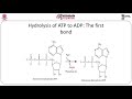 Standard Free Energy and Coupled Reactions