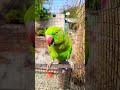 √indian ringtones parrot.💞💞💞💞_#indian #ringparrot #talking #tranding #vairal #utub #shortfeed #vdo