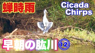 ⑫【早朝の肱川 】” 蝉時雨 ” Cicada Chirps～愛媛県大洲市～