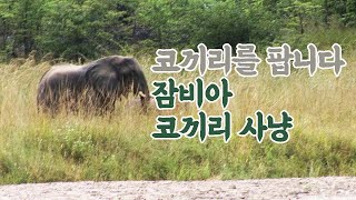 코끼리를 팝니다! 잠비아 코끼리 사냥