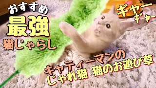 最強猫じゃらしでガチ覚醒したラテ子とポカンとするポテ子が可愛いょ♪激しくぐるんぐるん、激しくジャンプ！この猫じゃらしおすすめです！【マンチカン】【猫動画】