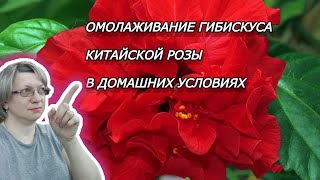 ОМОЛОЖЕНИЕ ГИБИСКУСА (КИТАЙСКОЙ РОЗЫ)|Гибискус комнатный. Уход в домашних условиях