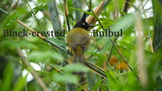 Black-crested Bulbul at Phutthamonthon Park, Nakhon Pathom