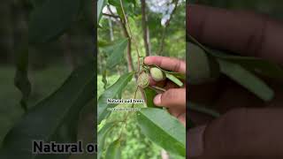 Natural agarwood tree 🌳 #agarwood #dohaqatar #oud #oudperfumes #fragrance